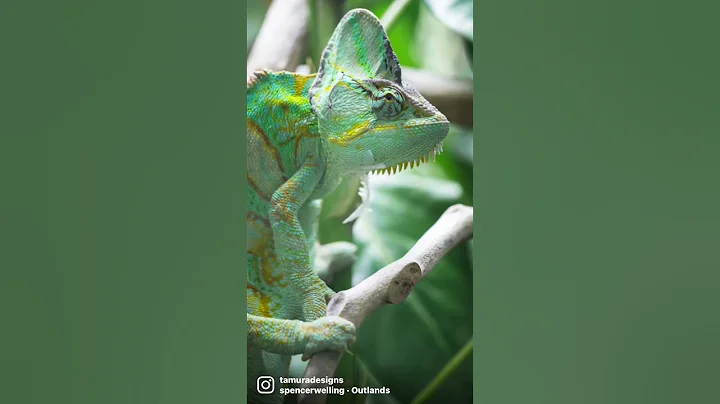 Some of our family members @tamura-designs #reptil...