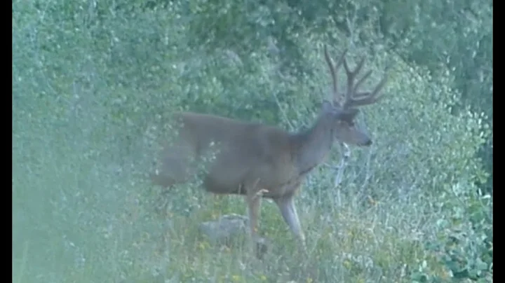 Utah Archery Mule Deer Hunt 2020 -  Opening Day Blunder