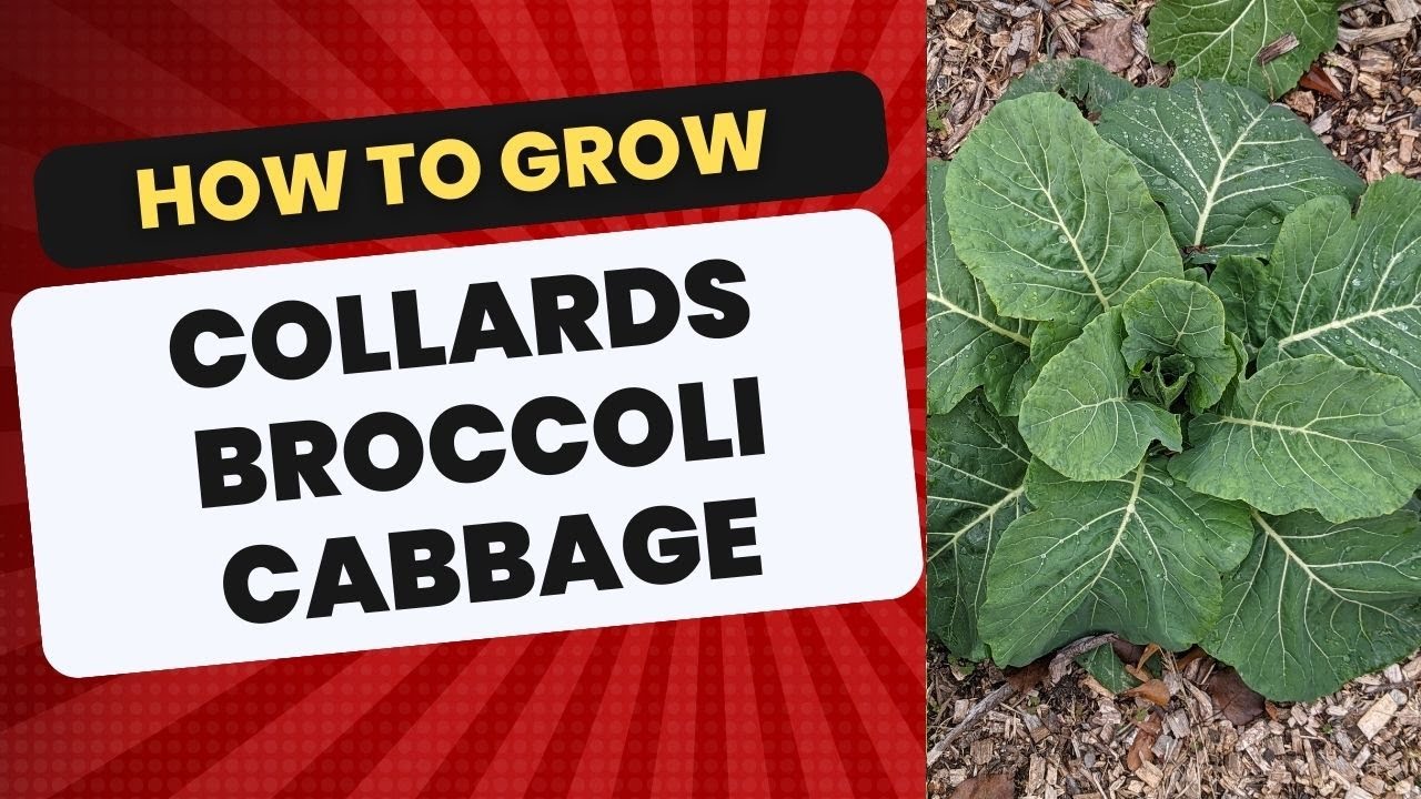 The Ultimate Guide on How to Grow collards, cabbage, and broccoli