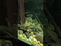Frozenfood #aquarium #clownloach #loaches #fx6 #clearwater #plantedtank #sunday #balashark