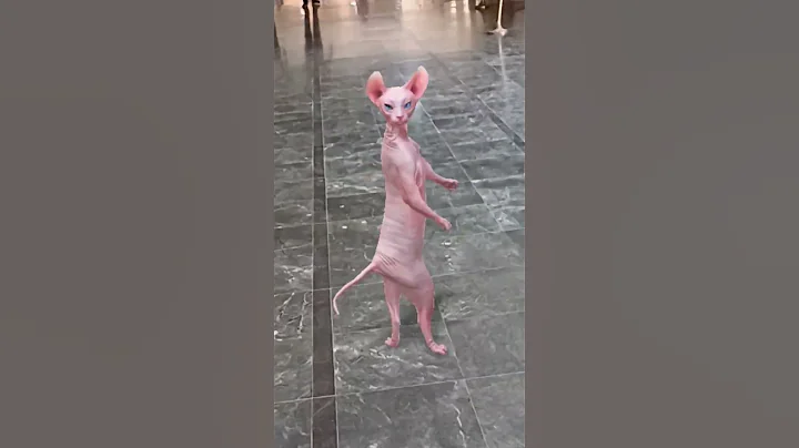 Watch the video about #funny #crazy #memes #comedy #happy #sphinx #dance