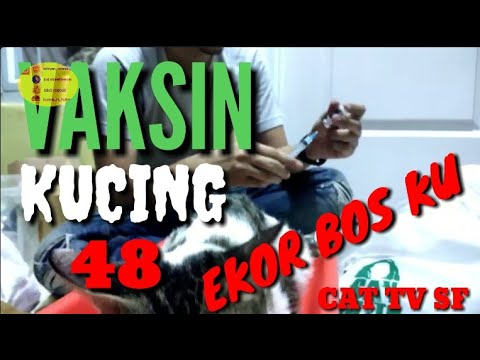 Kucing Vaksin Gratis Bogor