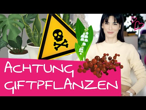 Video: Achtung: Giftpflanzen