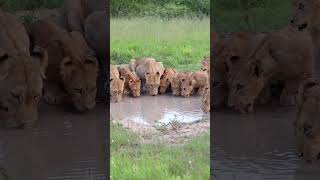 Remarkable Scene: Pride of Lions Drinking Side by Side!