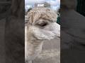 ASMR • S‑tier Pretty face alpaca close-up. #asmr #alpaca #pretty #face #animals