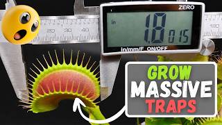 Grow Massive Traps! Venus Flytrap Care Evolved: Advanced Tips For Insane Growth