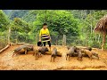 Build a livestock farm - Make a fence to let pigs eat grass