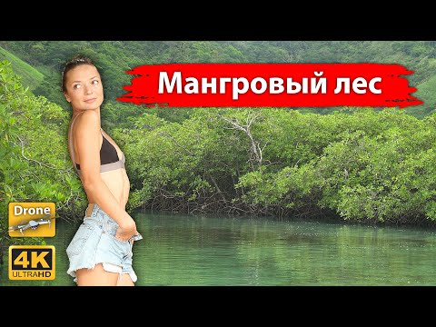 Видео: Кто такой мангровый лес?