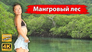 Мангровый лес, уникальная экосистема планеты. Снято в 4К.