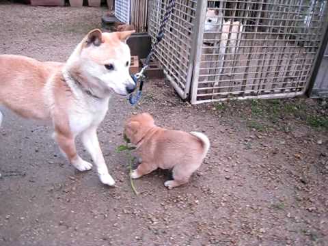 飛ぶように走る子犬 Youtube 飛ぶように走る子犬 Youtube
