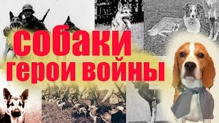 СОБАКИ!!!! ГЕРОИ ВОЙНЫ!!! ПОДВИГИ СОБАК!!! 9 МАЯ СОБАКИ!!!! ГЕРОИ ВОЙНЫ!!! ПОДВИГИ СОБАК!!! 9 МАЯ