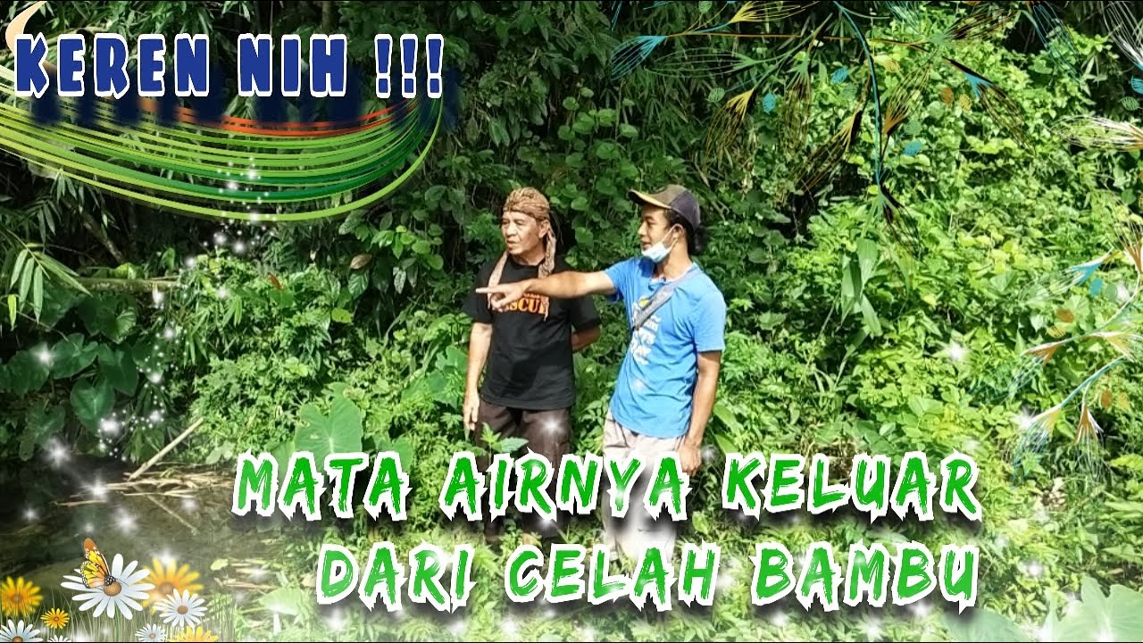 Mata airnya keluar dari celah pohon bambu, AIR TANAHNYA BISA LANGSUNG DIMINUM !!!