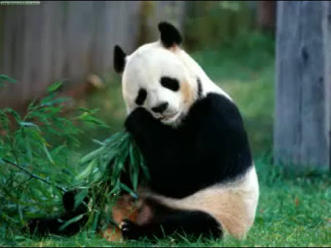 Sad Panda