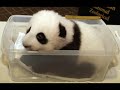 Sad Panda