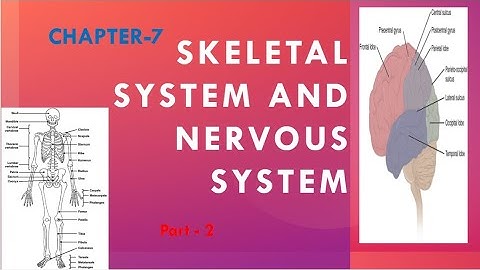 Class-5 Chapter-7 SKELETAL SYSTEM AND NERVOUS SYSTEM Part-2