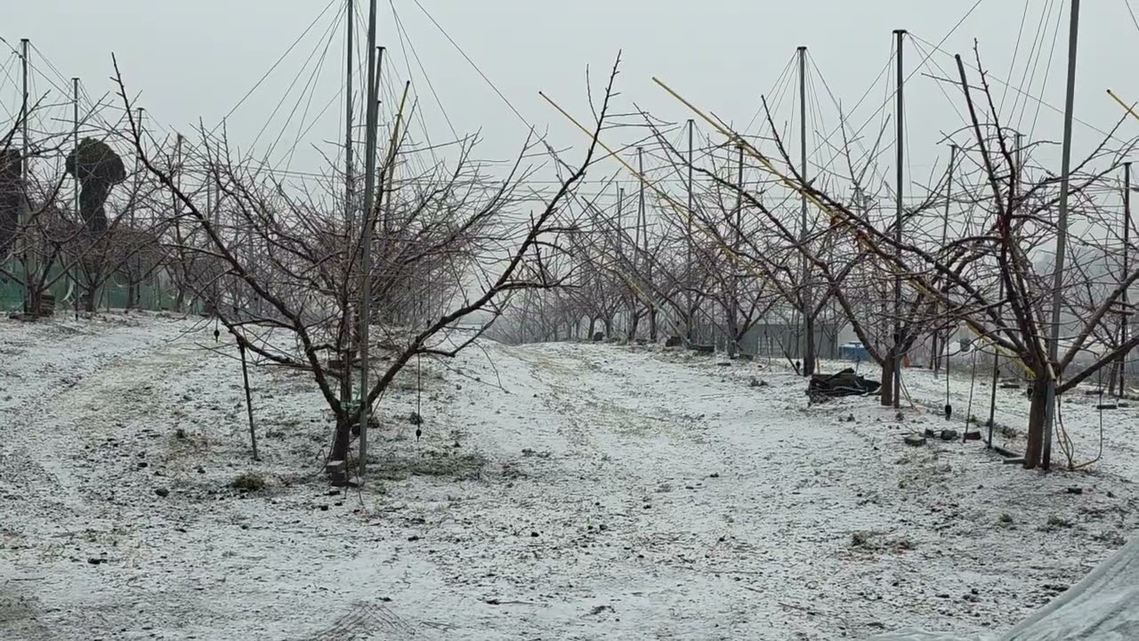 복숭아 조기수확방법.당도상승.비대상승.영양제판매:010-3545-6514