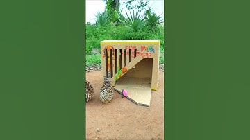 Quick and easy quail trap design # shorts