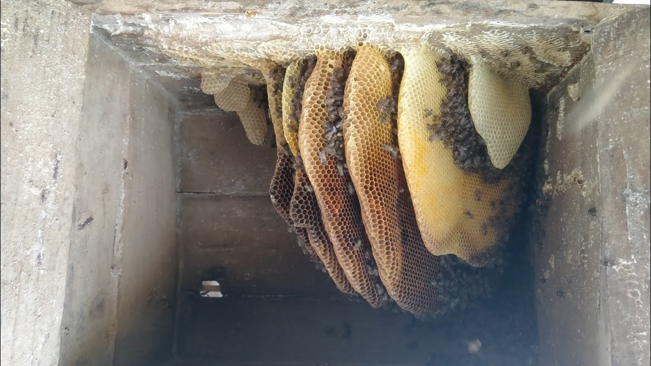 Пчеловодство зимой 🤔 #жизньвгорах #пчеловодство