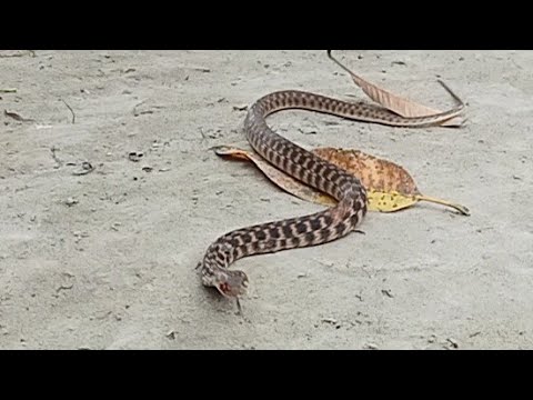 ভিডিও: কিভাবে একটি পুঁতি সাপ বানাবেন