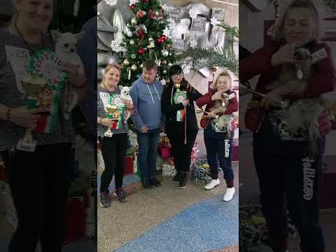 мгновения с выставки собак питомник чихуахуа Кастропуло Крым