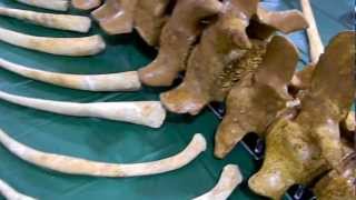 Basilosaurus Whale Fossil Skeleton