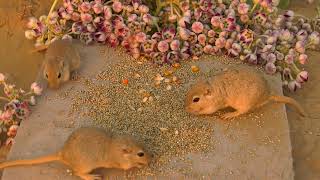 Mouse Video for Cats To Watch 10 Hours Mouse in Deep Desert - Cat Tv