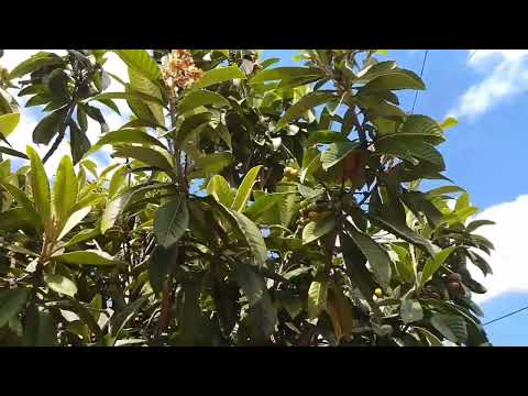 Видео: Бонбонено дърво: описание, отглеждане и използване на растението