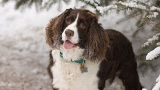 Cognitive Enrichment Activities for Cocker Spaniels Stimulating Your Dog s Mind