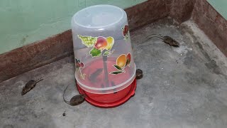 Bucket mouse trap | New type of mouse trap | How To Make Mouse Trap