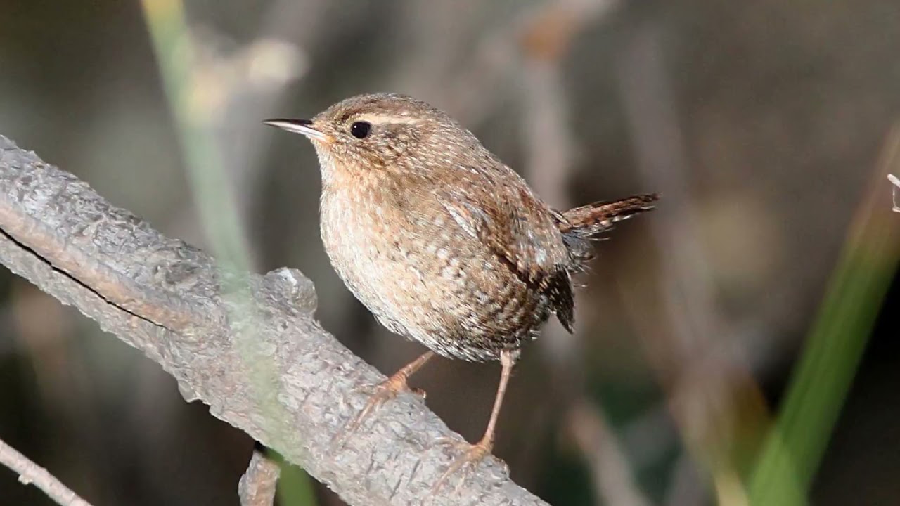 Winter Wren Bird Sound Video: Nature Sounds for Peace Relaxation