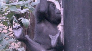 ポールダンス始めました💗赤ちゃんゴリラキンタロウ【京都市動物園】