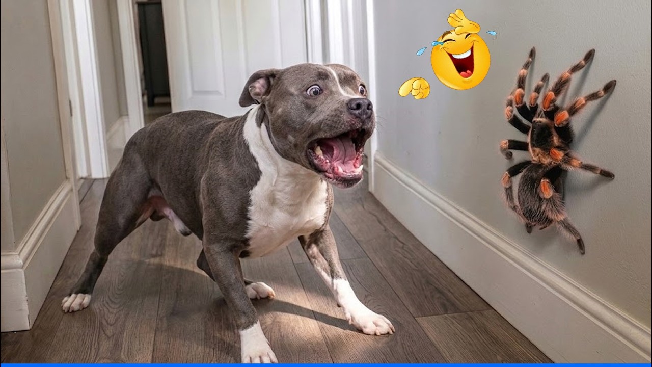 Best Of The Funny Animal Videos 😹🐶 Funniest Cat & Dog Moments Ever Recorded.