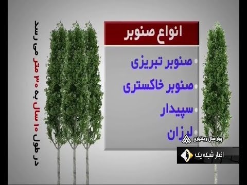 تصویری: صنوبر داگلاس چه نوع درختی است؟