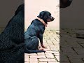 Attitude tinku ka🤣🤣🧿🧿#shortsfeed #comedyshorts #youtubeshorts #shortsviral #shortvideos #rottweiler