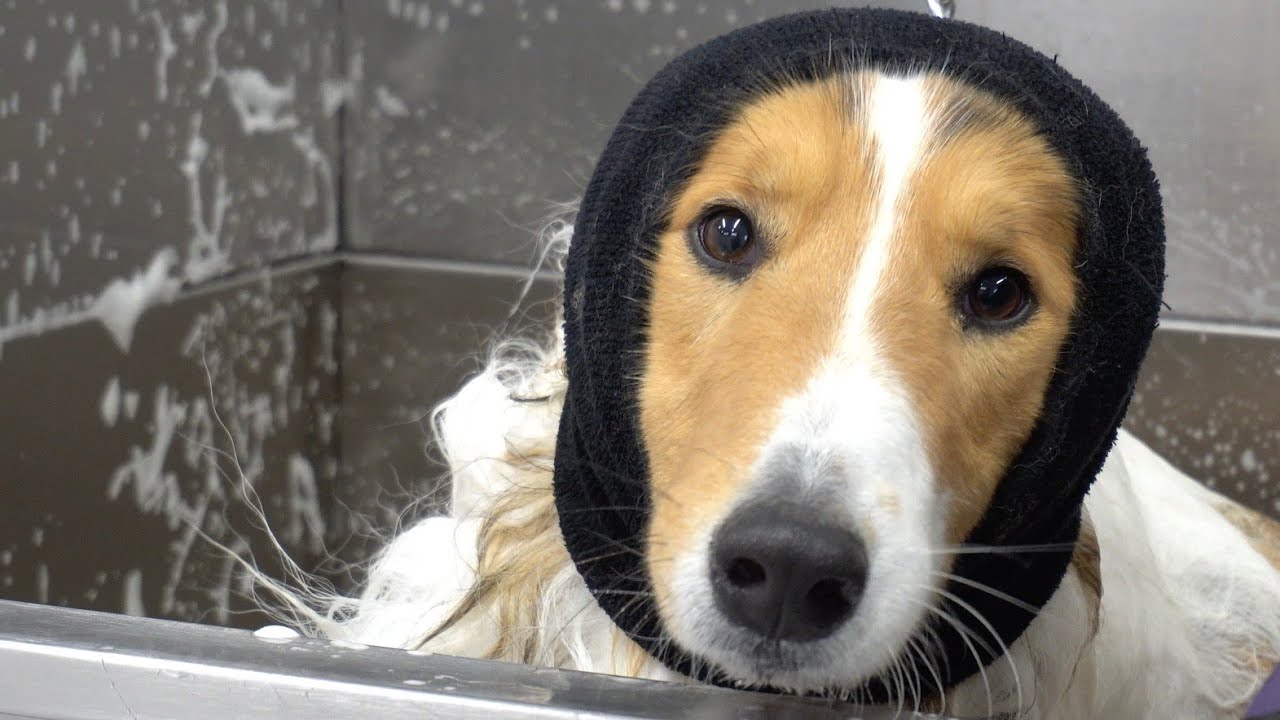 World famous heroic dog…scared of bathtub