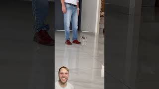 ¡Seguridad máxima! Le dejo la casa a este perrito 'protector'. #perrito #comedia