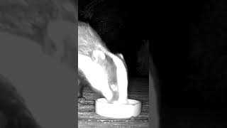 Sloppy badger licks
Tank making the most of an egg.
Squidgy nose :) Sloppy badger licks