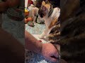 THATS STEWIEKATS !!