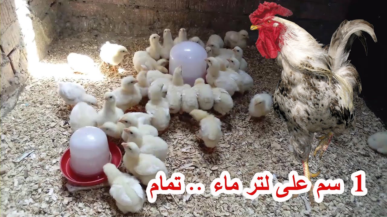 متقلقش من مشاكل تربية الفراخ ساقوة واحدة من العلاج دا هتخلى الفراخ وحوش آخر حيوية ونشاط