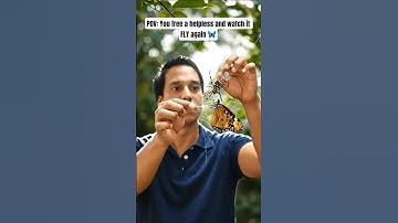 Man Rescues Butterfly from Spider Web 🦋