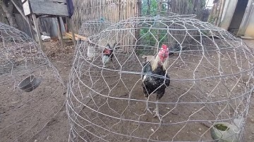 2 yam tsis zoo ntawm Qaib phaj mab