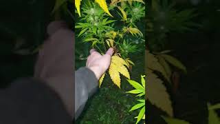 Outdoor buds uk guerrilla grow garden! All in bloom! 2022!