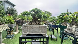 Lots Of Beautiful Trees Tree Hunting At Ttc Garden On The Last Morning Of The Year