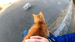 防波堤の茶トラ猫をナデナデしたら喜んで膝の上に乗ってきた