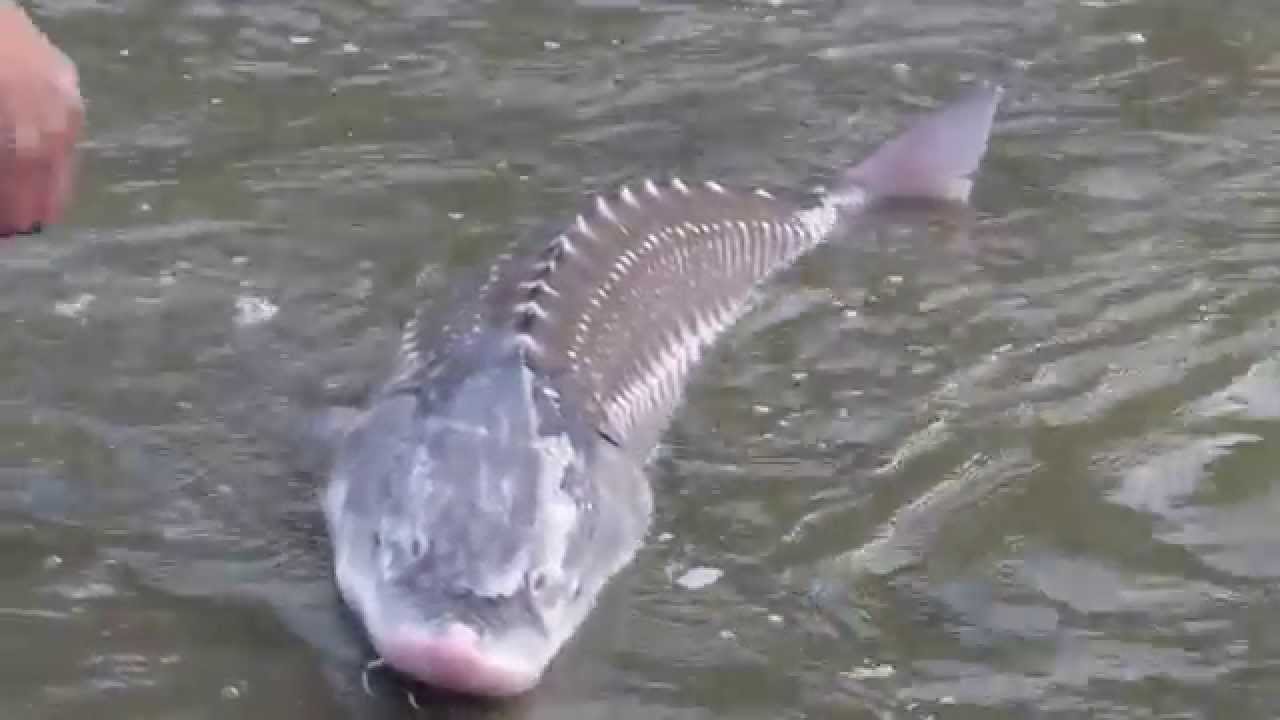 Johns six foot sturgeon YouTube