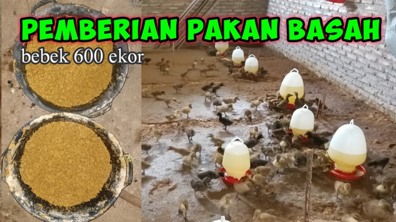(4) Bebek Usia 5 Hari Pemberian Pakan Dedak Di Buat Basah
