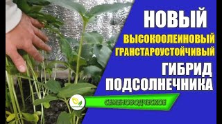 Новый Высокоолеиновый Гранстароустойчивый гибрид подсолнечника