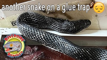 How to remove a snake from a sticky glue mouse trap
