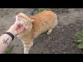 Красивый рыжий кот гуляет по даче)