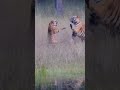 Tiger and Tigress Roaring and Mating in Bandhavgarh tiger reserve 🐯 #bandhavgarh #wildlife #shorts